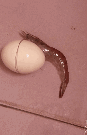 下一个游戏会是 都市天际线2 吗