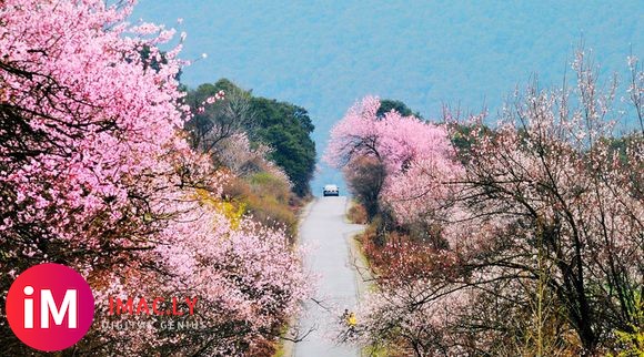 2019年川藏线包车-三生三世林芝十里桃花节摄影团-1.jpg