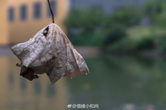 禅意摄影:在世如莲-1.jpg