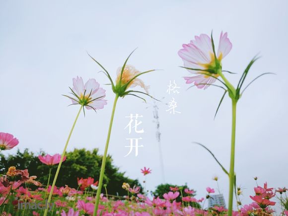 #华为摄影#花样人生(荣耀V10手机拍摄)-1.jpg