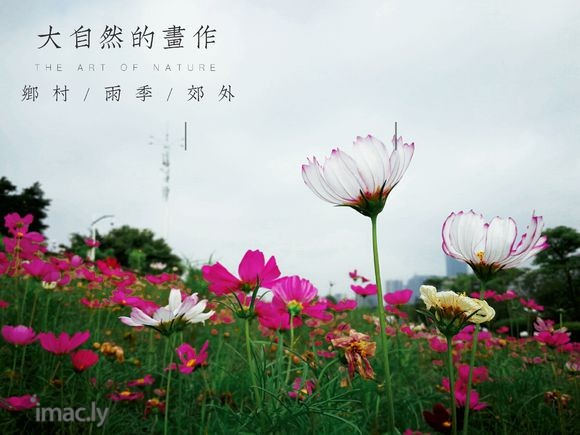 #华为摄影#花样人生(荣耀V10手机拍摄)-1.jpg