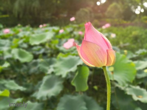 #花粉摄影#荷花才露尖尖角(华为手机拍摄)-1.jpg