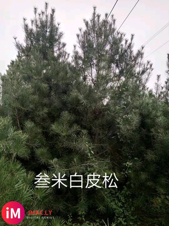 出售华山松白皮松 价格公道 欢迎咨询归属 河南洛阳-1.jpg