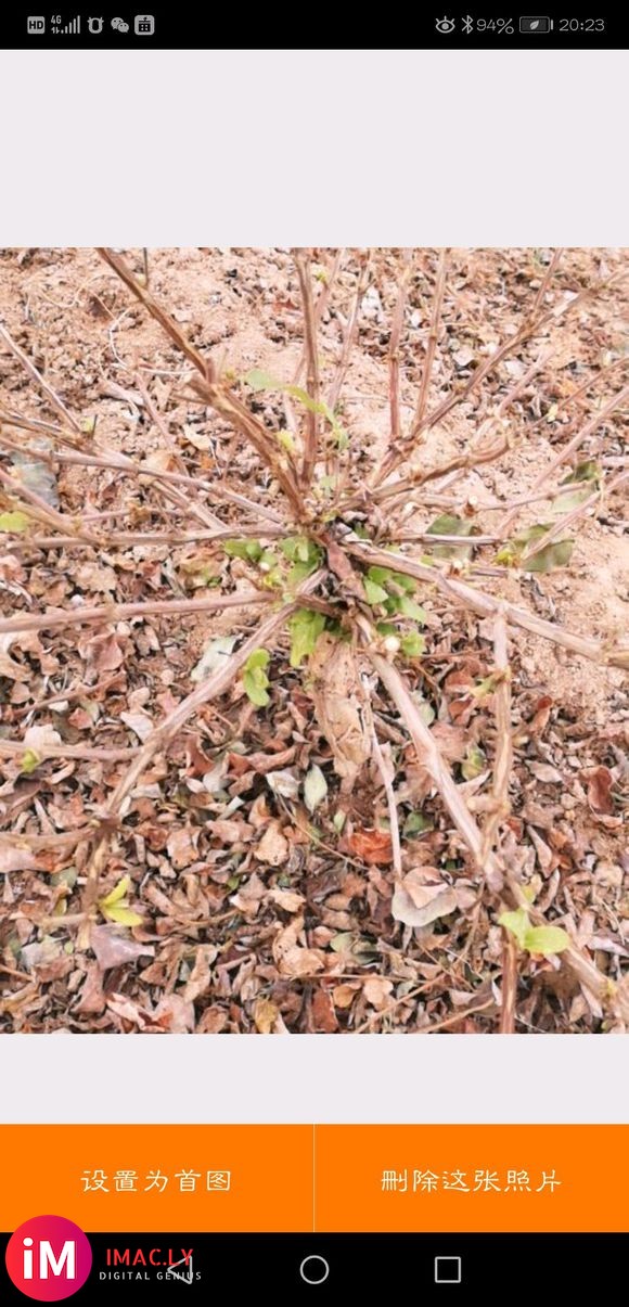 大量出售金银花苗木 可技术指导 回收干花-2.jpg