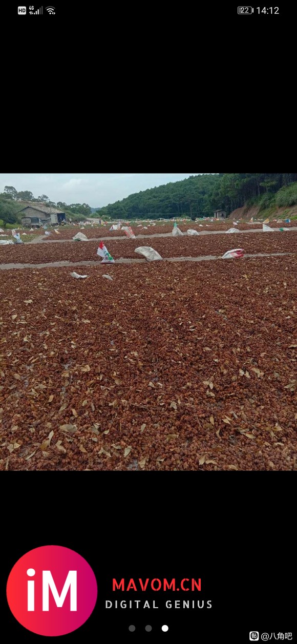 八角大货出售,可零售。足干春花,大红,水烫果。-8.jpg