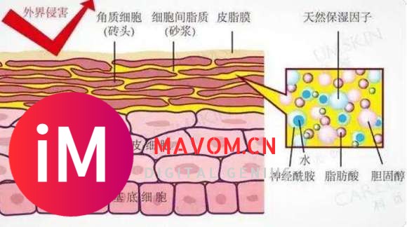 实话实说：麦角硫因每天吃多少mg？pqq和麦角硫因哪个抗衰更好？-11.jpg