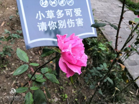 #智慧新高度#小雁留影#花粉摄影#-1.jpg